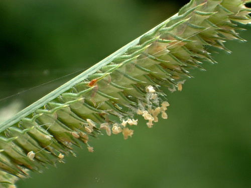 Dactyloctenium aegyptium (Comb fringe grass) — photo