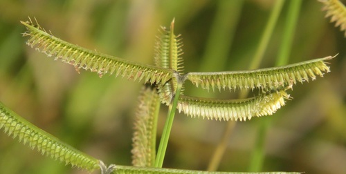Dactyloctenium geminatum — photo
