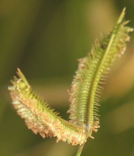 Dactyloctenium geminatum — photo