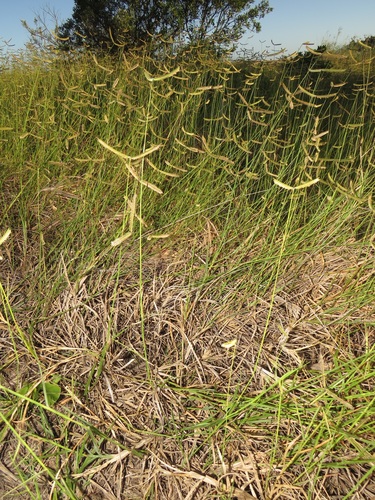 Dactyloctenium geminatum