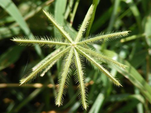 Dactyloctenium giganteum