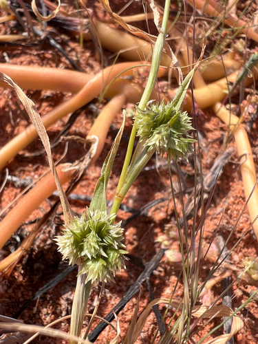 Dactyloctenium radulans (Button grass) — photo