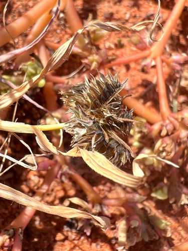 Dactyloctenium radulans (Button grass) — photo
