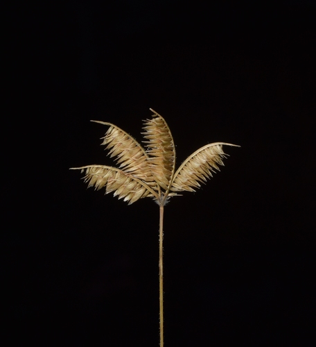 Dactyloctenium scindicum