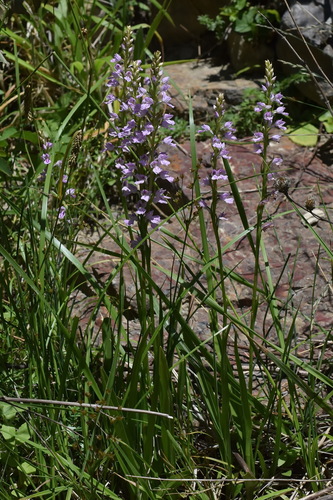 Dactylorhiza iberica — photo