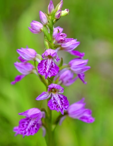 Dactylorhiza iberica