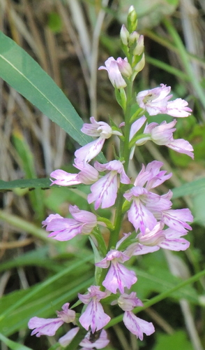 Dactylorhiza iberica — photo