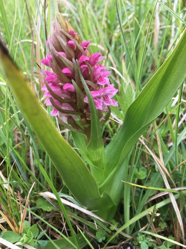 Dactylorhiza incarnata (Early marsh orchid) — photo