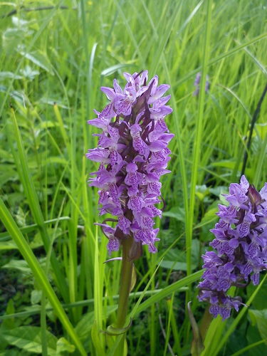 Dactylorhiza incarnata (Early marsh orchid) — photo