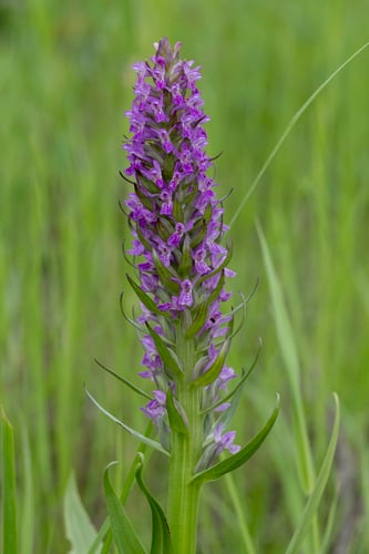 Dactylorhiza incarnata