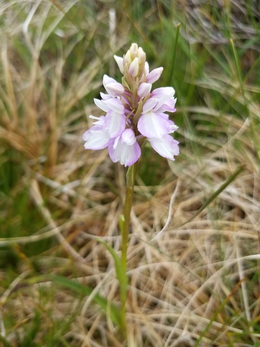 Dactylorhiza maculata (Spotted orchid) — photo