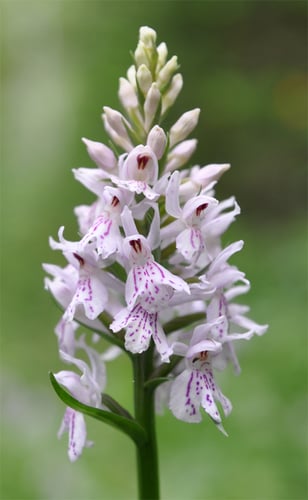Dactylorhiza maculata
