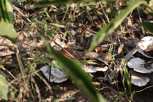 Daedalea flavida — photo