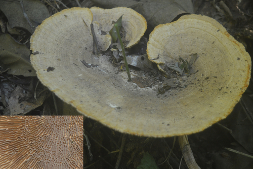 Daedalea flavida