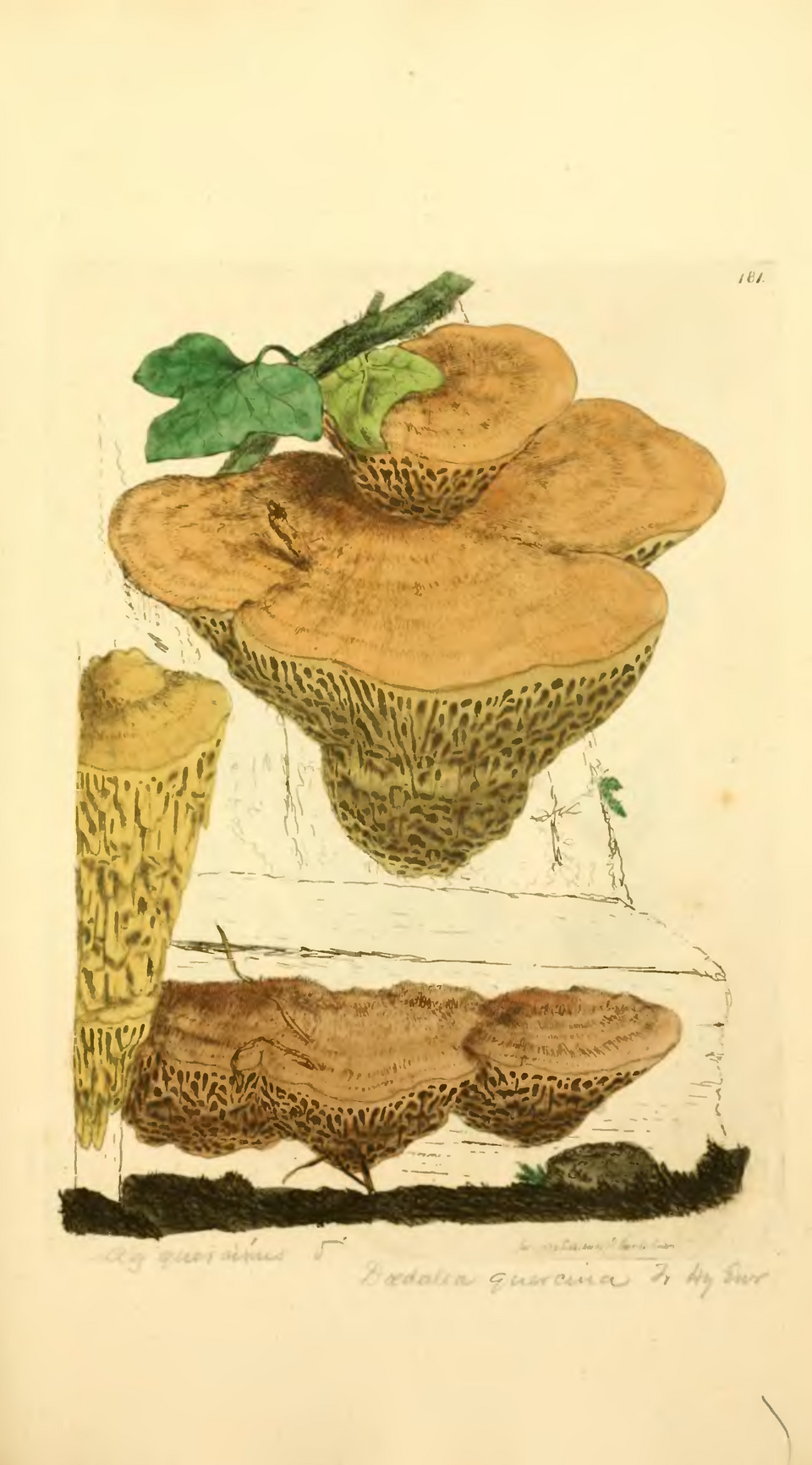 Daedalea sp. — photo
