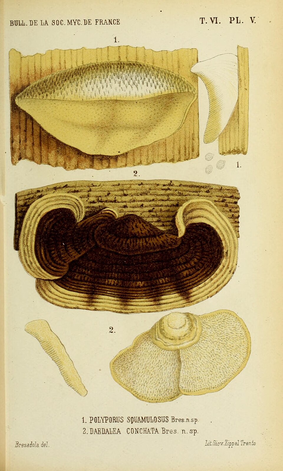 Daedalea sp. — photo