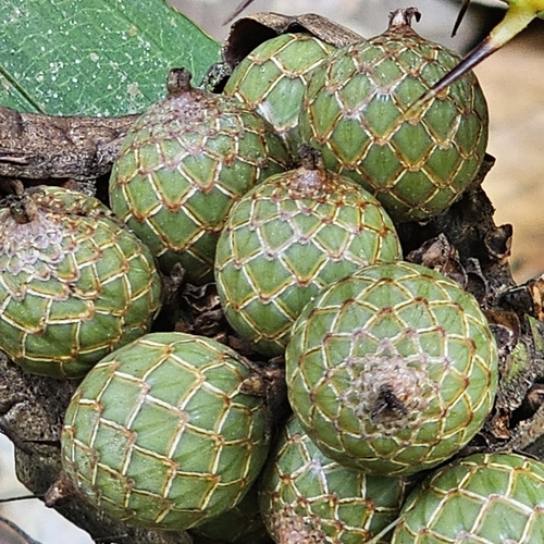 Daemonorops angustifolia