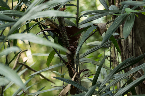 Daemonorops didymophylla — photo