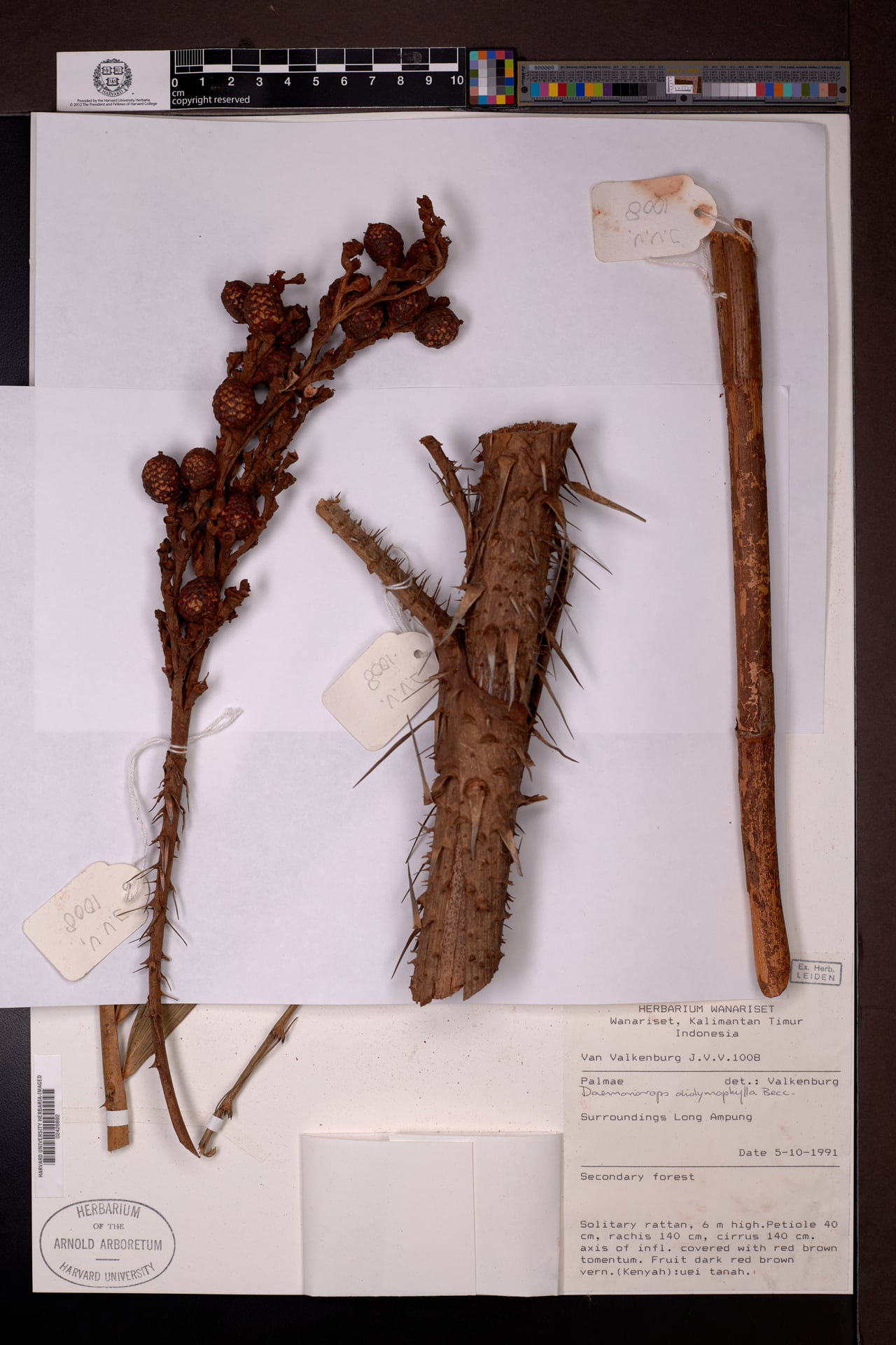 Daemonorops didymophylla — photo