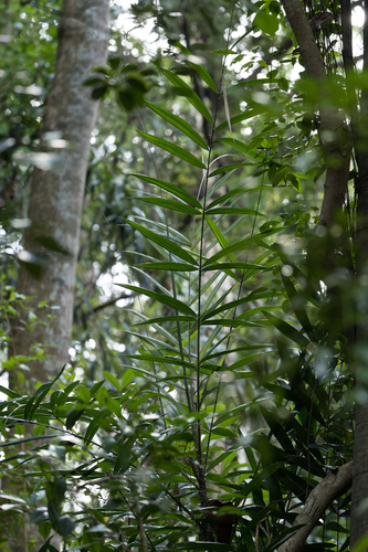 Daemonorops didymophylla