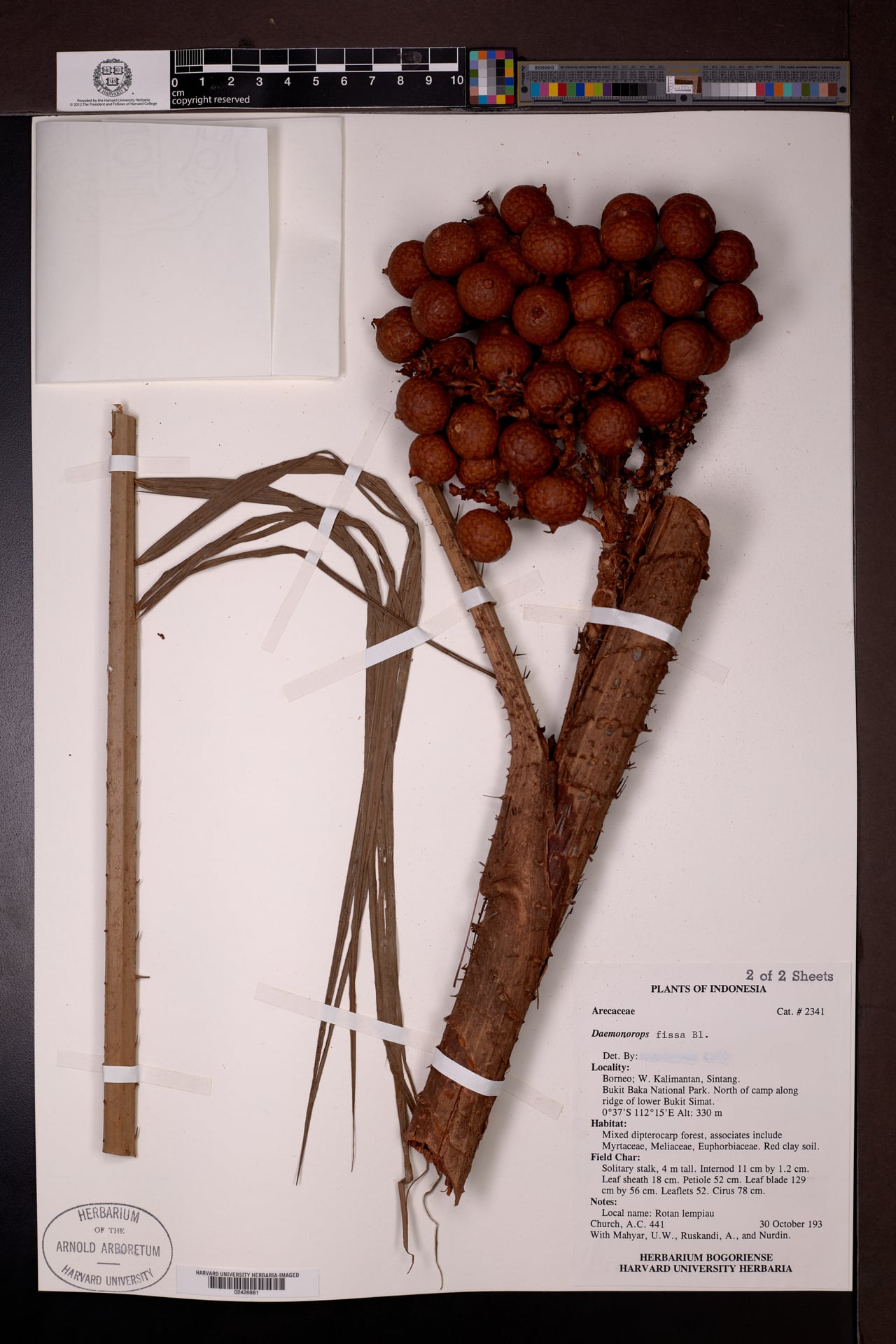 Daemonorops fissa (Kotok rattan) — photo