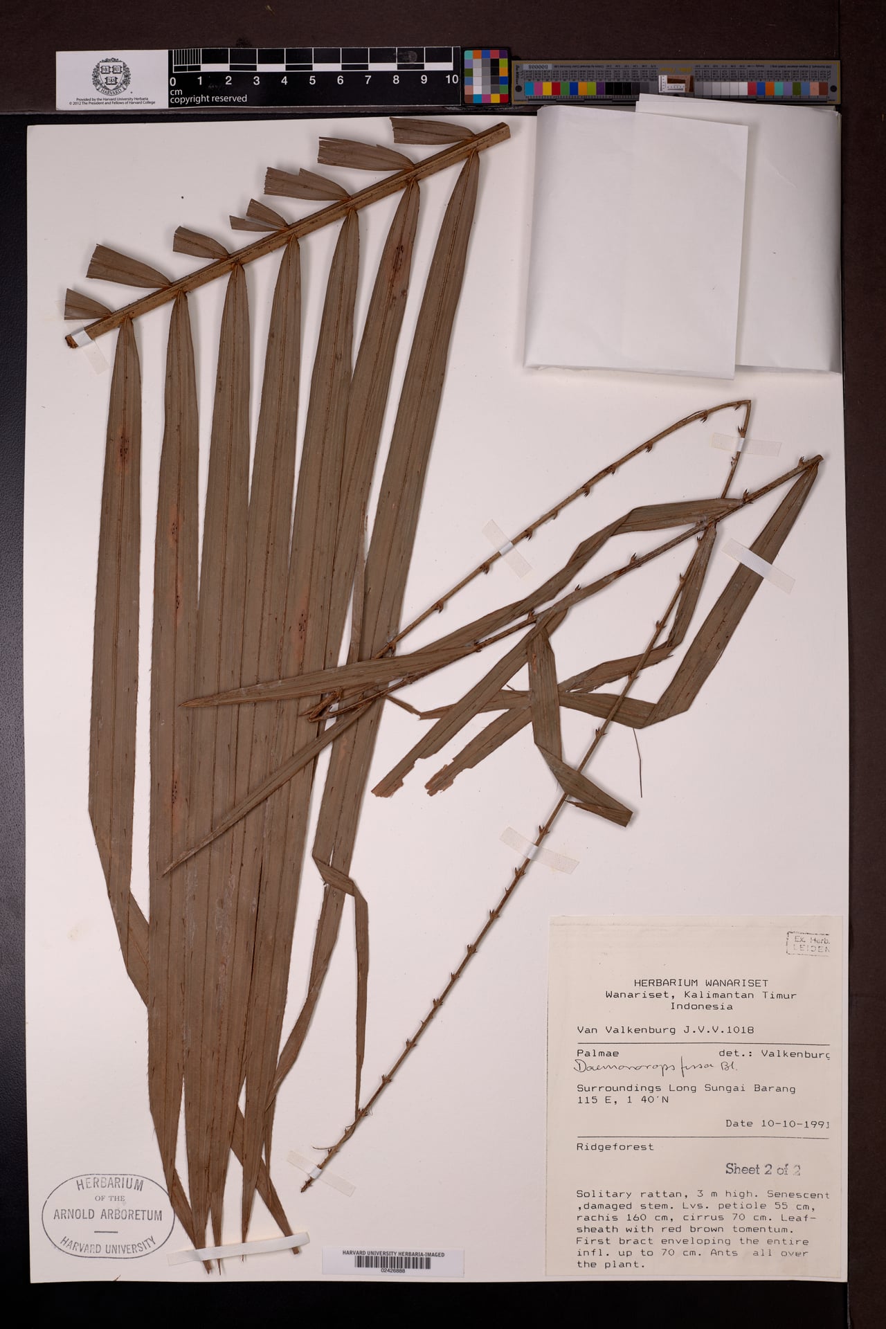 Daemonorops fissa (Kotok rattan) — photo