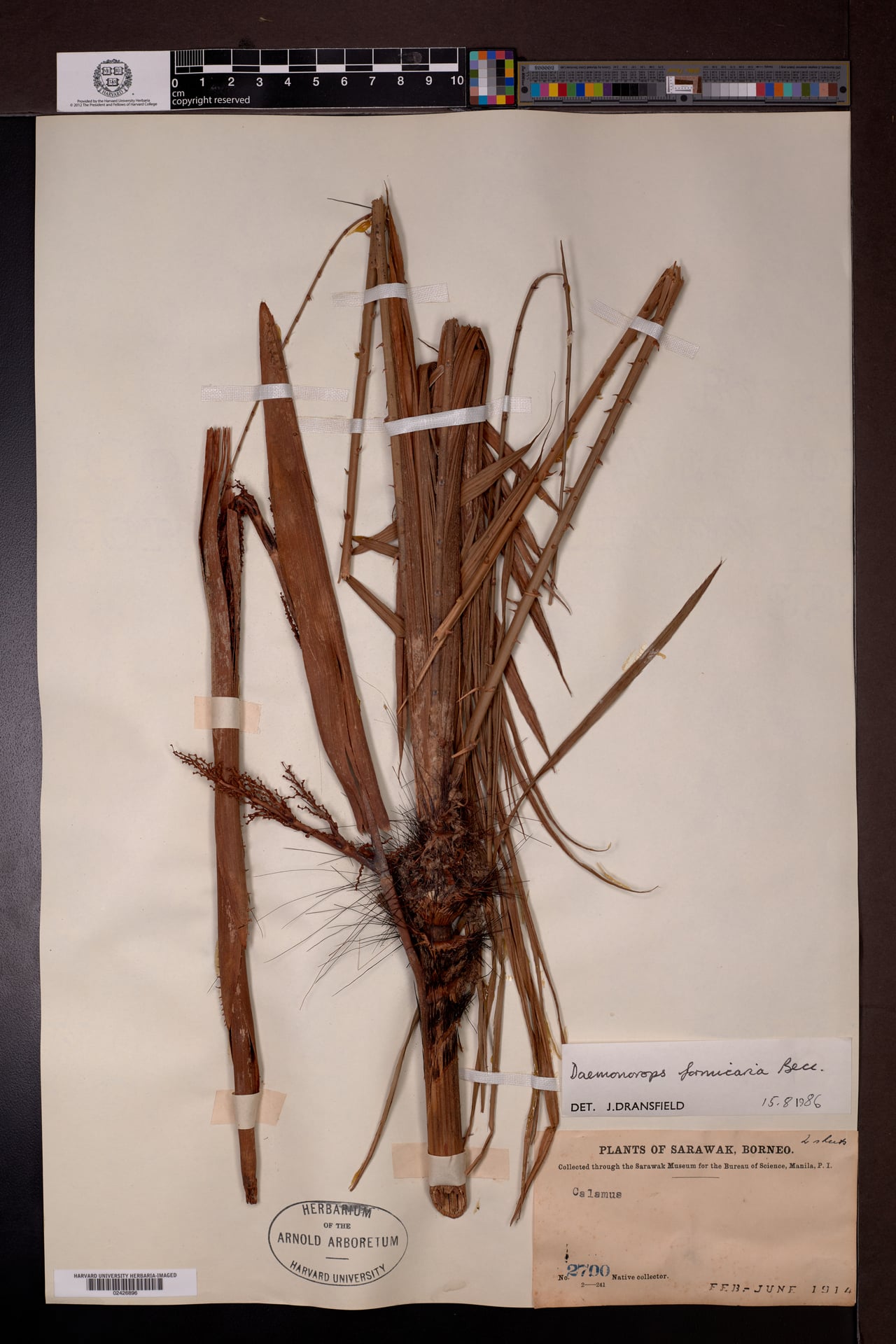 Daemonorops formicaria — photo