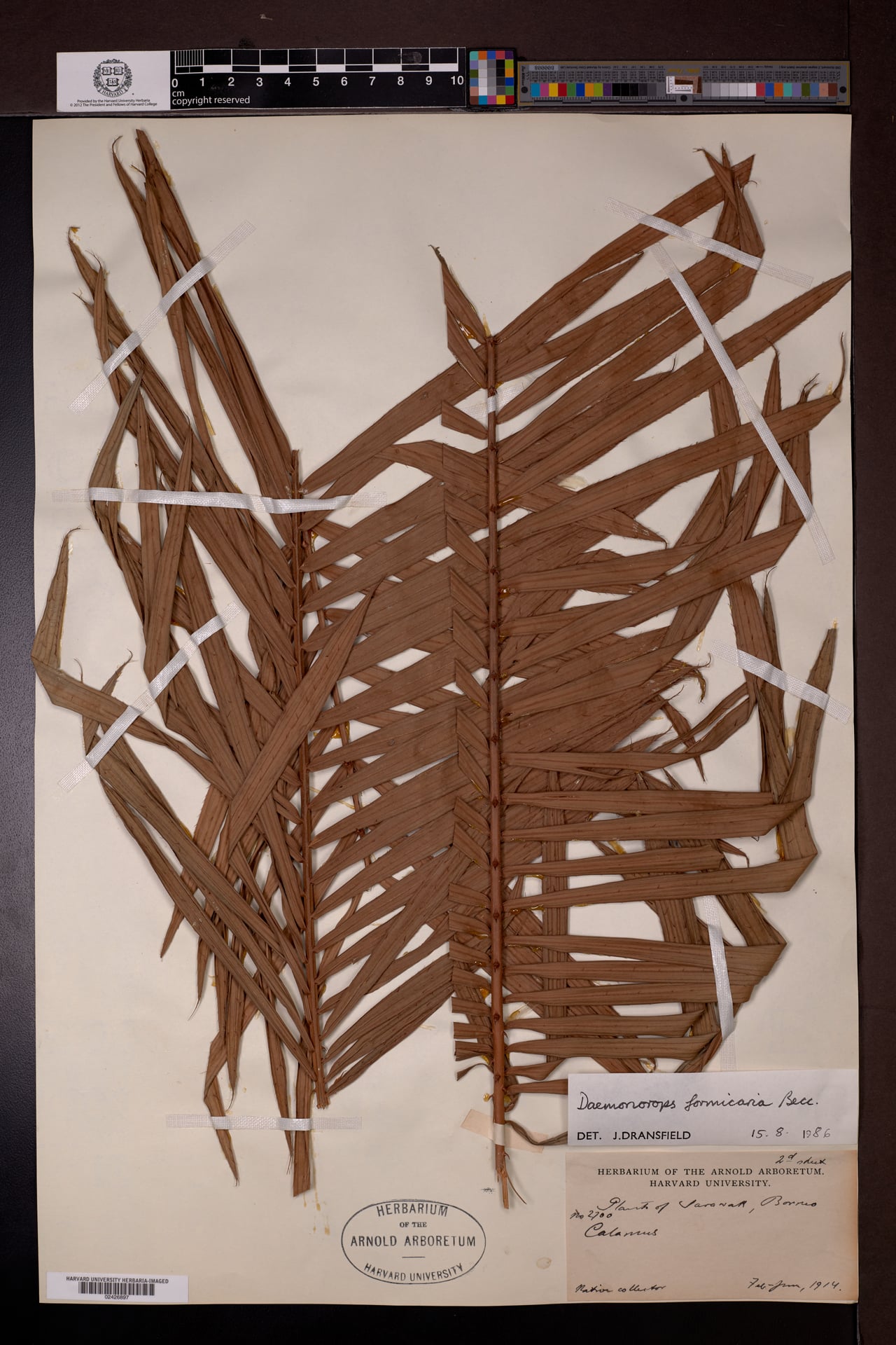 Daemonorops formicaria