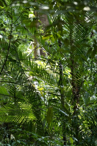 Daemonorops hirsuta — photo