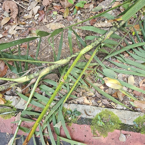 Daemonorops jenkinsiana (Devil rattan) — photo