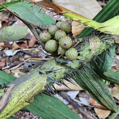 Daemonorops jenkinsiana (Devil rattan) — photo