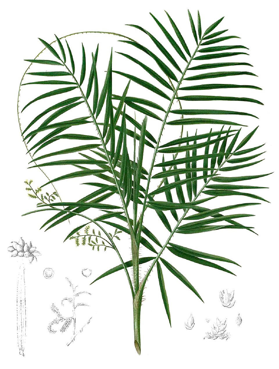 Daemonorops mollis