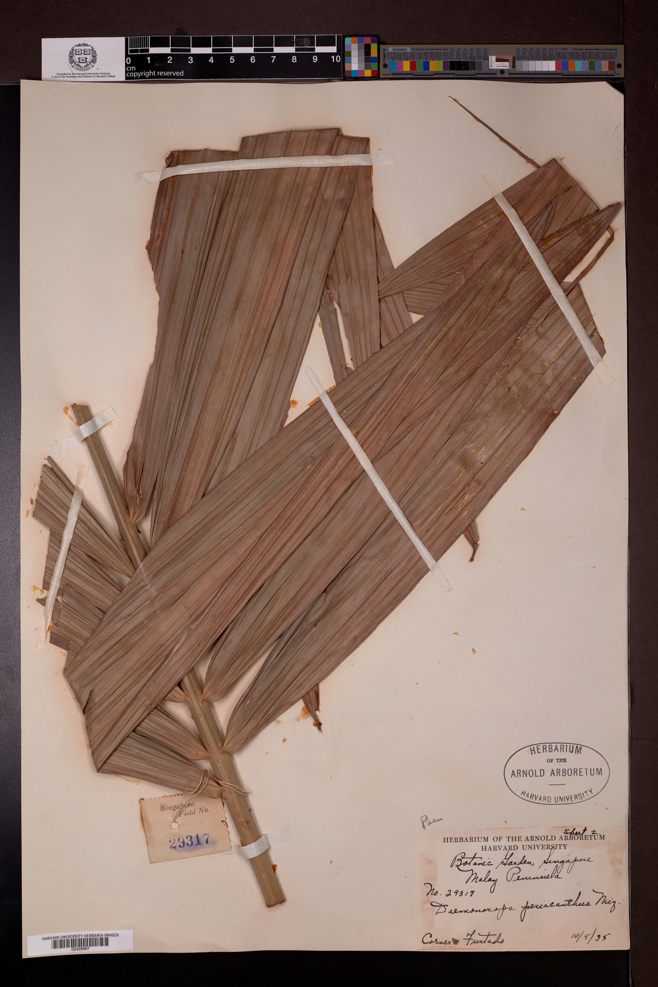 Daemonorops periacantha — photo