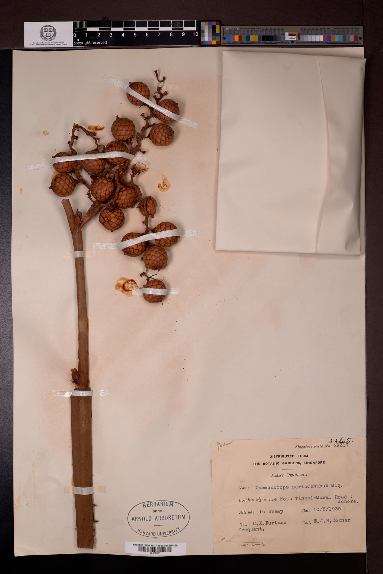 Daemonorops periacantha