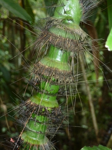 Daemonorops sabut — photo