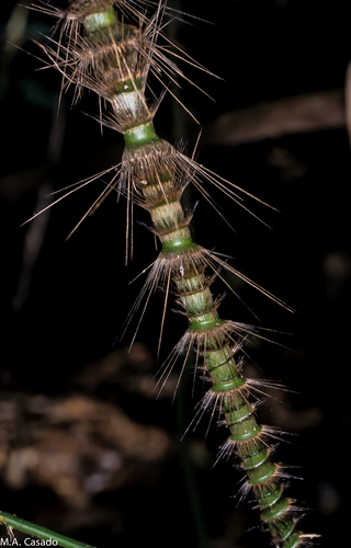 Daemonorops sabut — photo