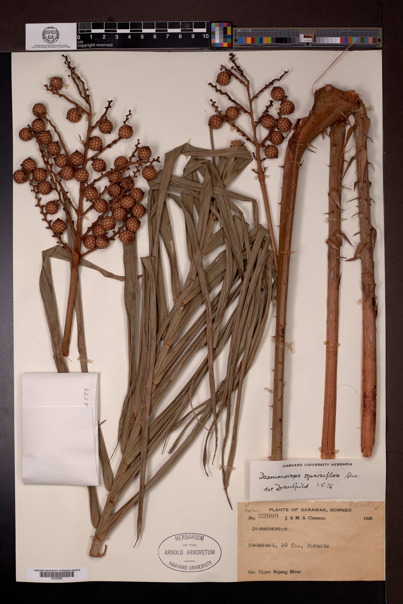 Daemonorops sparsiflora (Wi ruah air) — photo
