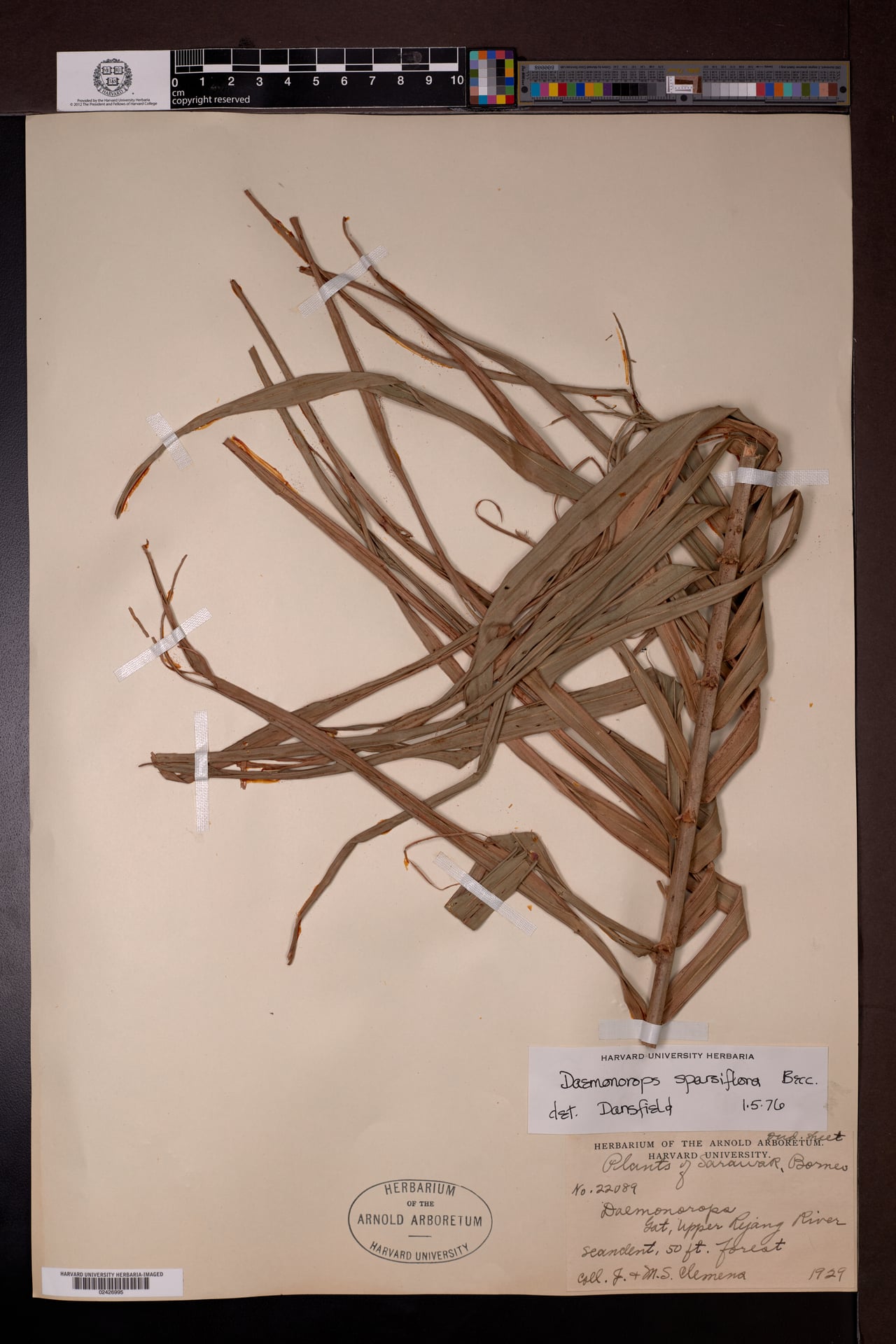 Daemonorops sparsiflora (Wi ruah air) — photo