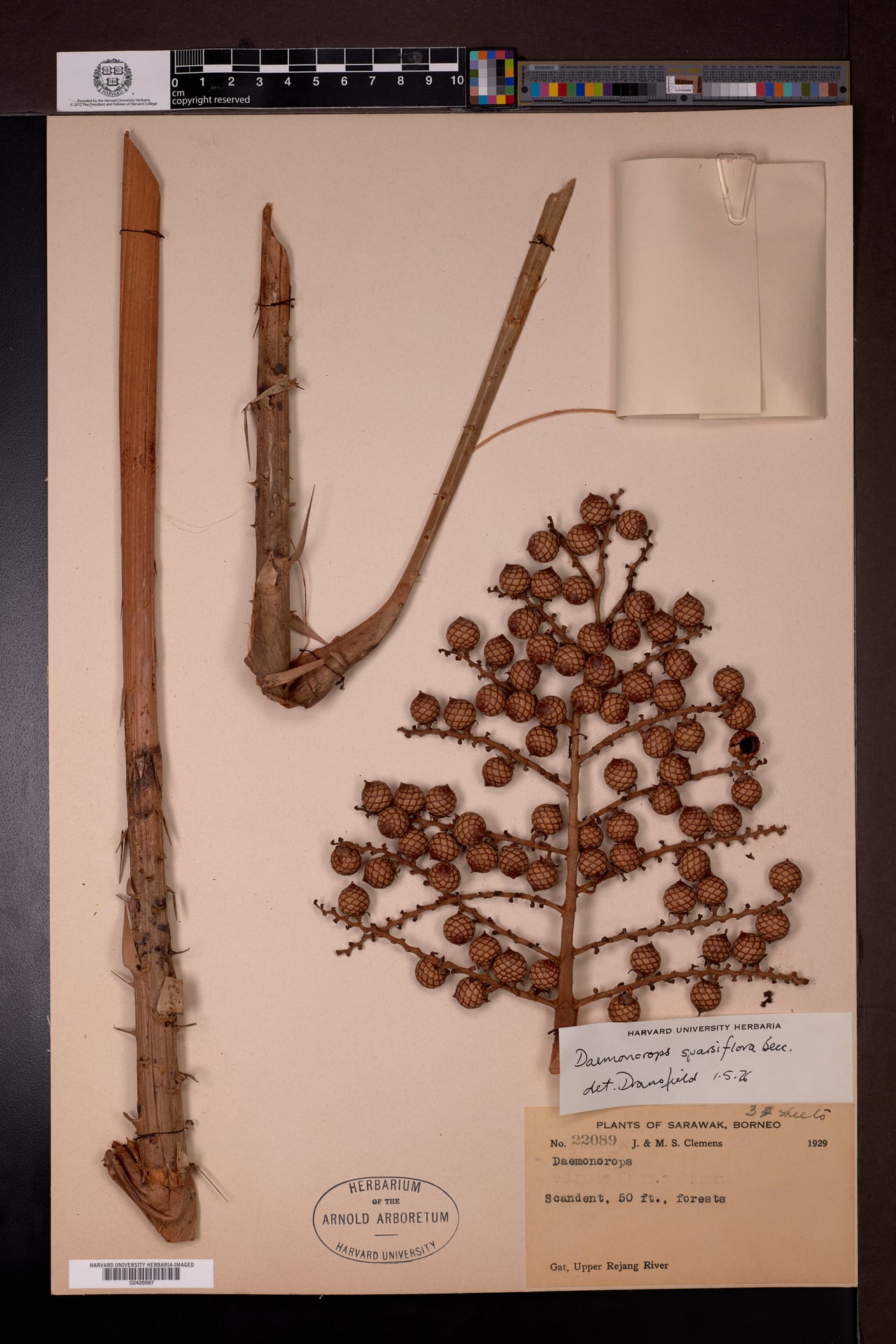 Daemonorops sparsiflora