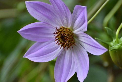 Dahlia imperialis (Giant Dahlia) — photo