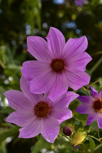 Dahlia imperialis (Giant Dahlia) — photo