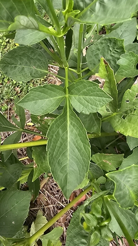 Dahlia pinnata (Dahlia) — photo