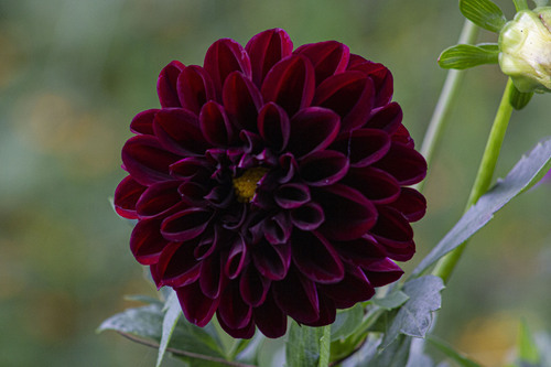 Dahlia pinnata (Dahlia) — photo