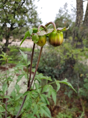 Dahlia sherffii — photo