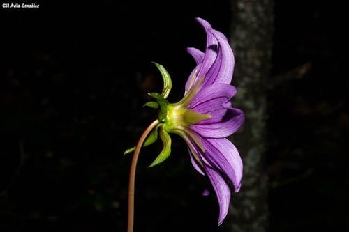 Dahlia sherffii — photo
