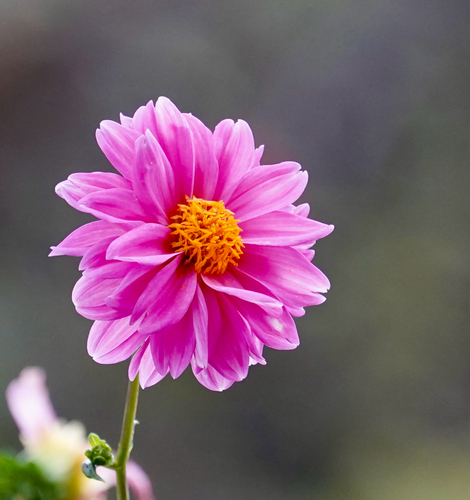 Dahlia variabilis (Dahlia) — photo