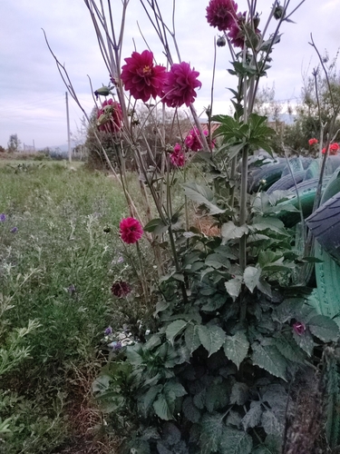 Dahlia variabilis (Dahlia) — photo