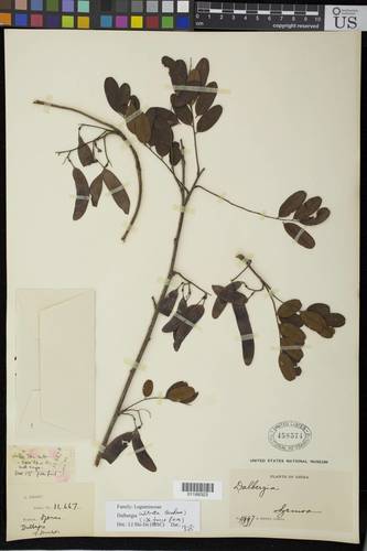 Dalbergia cultrata