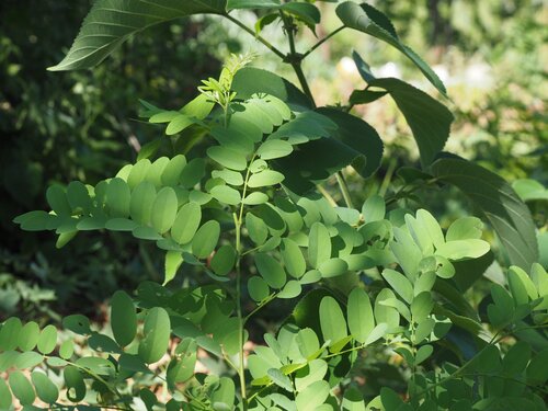 Dalbergia hupeana (Huang tan) — photo