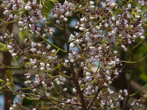 Dalbergia lanceolaria subsp. paniculata — photo